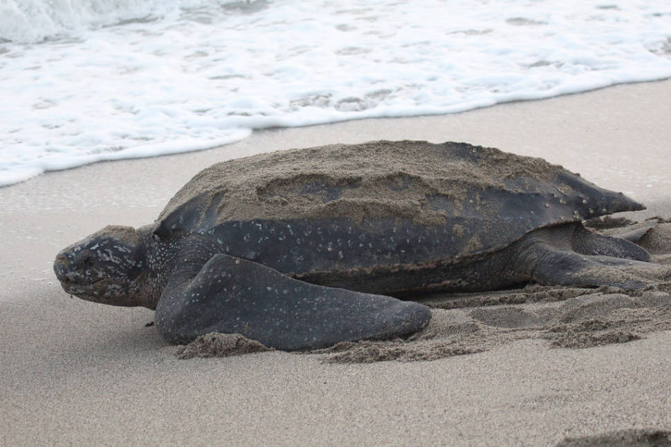 Leatherback Turtles on the Pacific in Costa Rica - Best Season