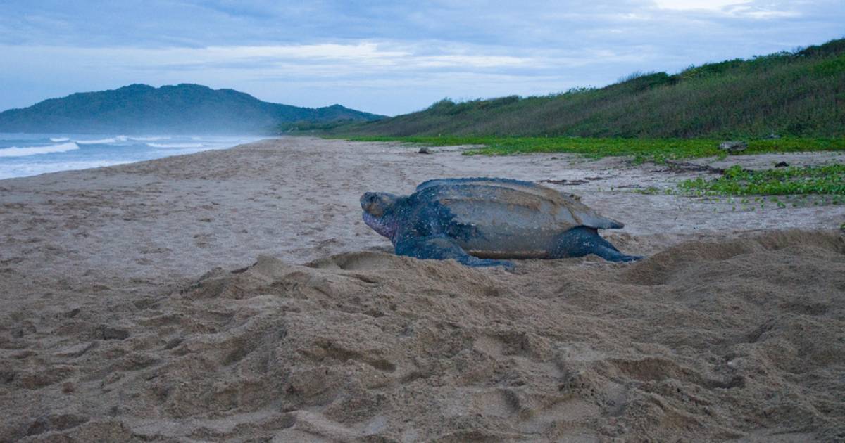 Leatherback Turtles on the Pacific in Costa Rica - Best Time