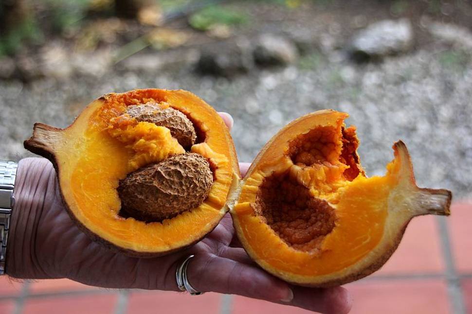 Mammee Apple in Costa Rica - Best Time