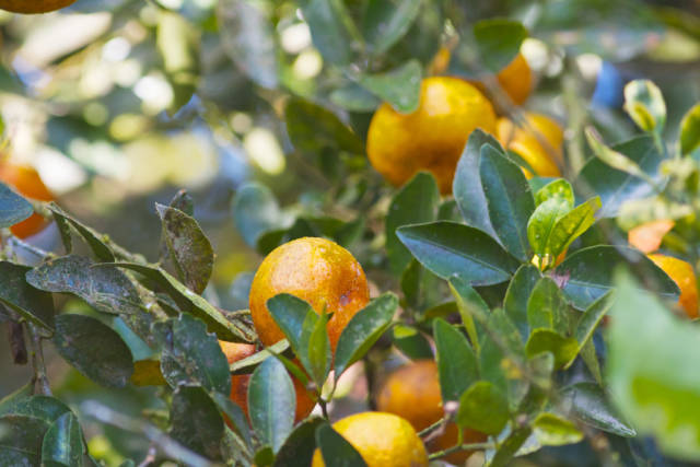 Mandarin Orange in Costa Rica - Best Time
