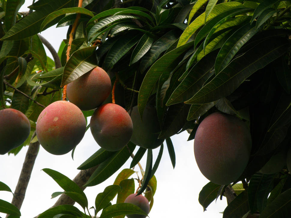 Mango Season in Costa Rica - Best Season