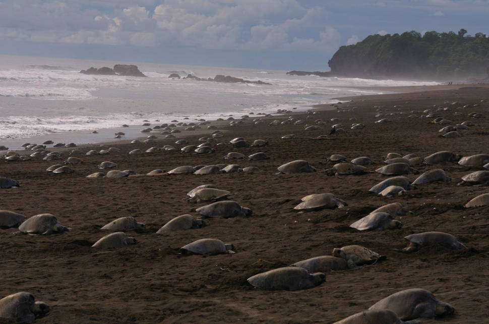 Olive Ridley Turtles in Costa Rica - Best Season