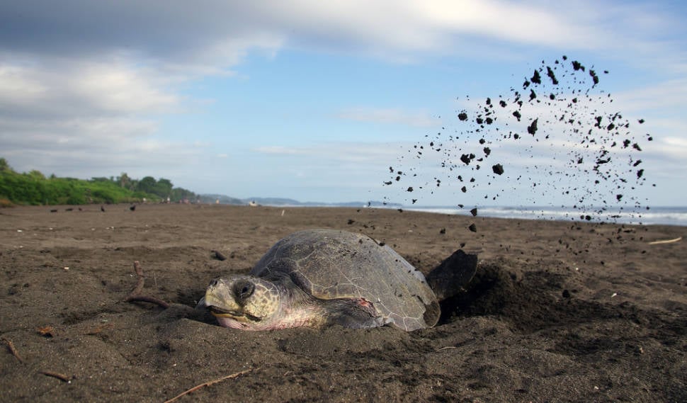 Best time for Olive Ridley Turtles in Costa Rica