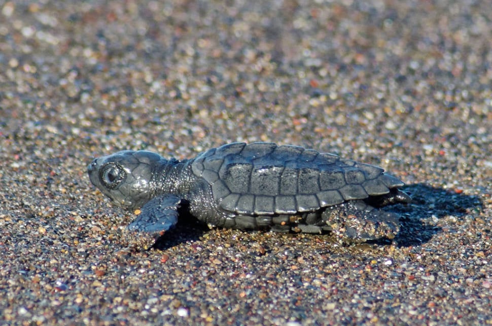 Best time to see Olive Ridley Turtles in Costa Rica