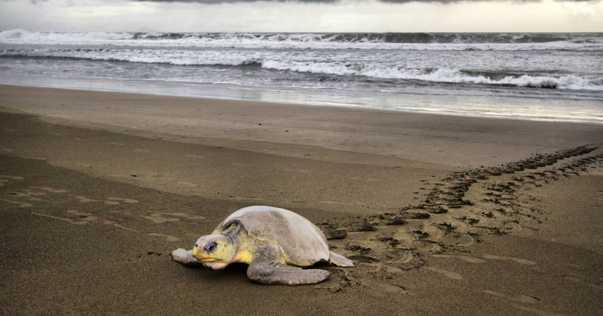 Olive Ridley Turtles in Costa Rica - Best Time
