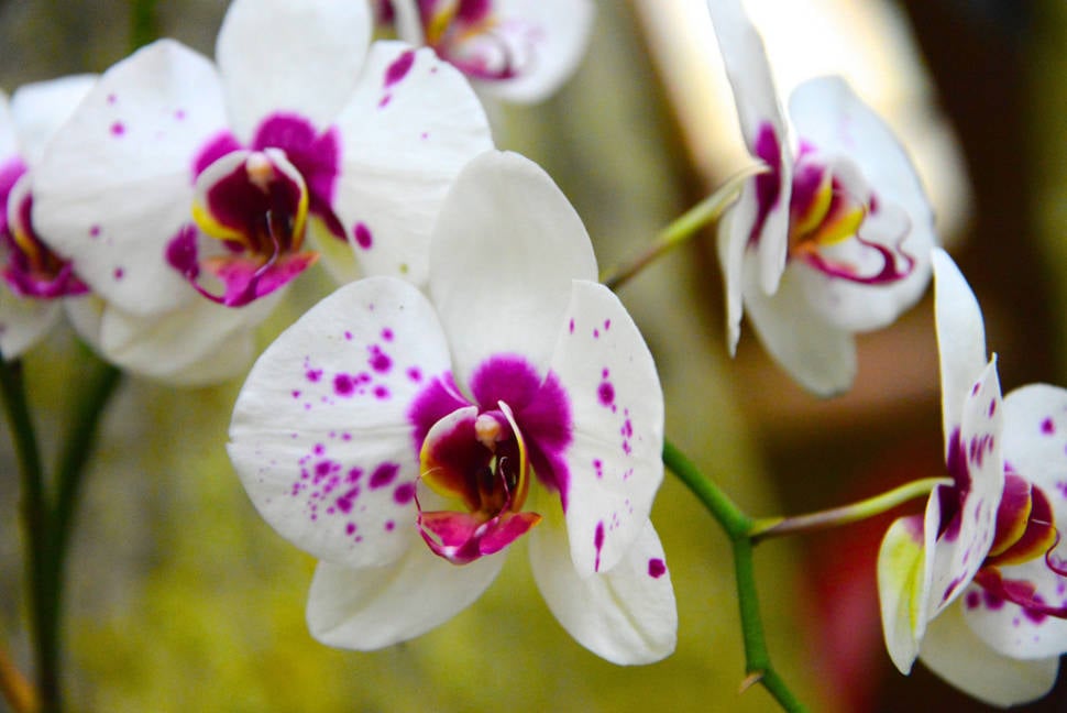 Best time for Orchids in Costa Rica