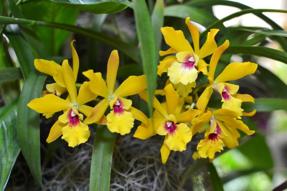 Orchids in Costa Rica - Best Season