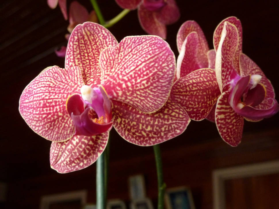 Orchids in Costa Rica - Best Time