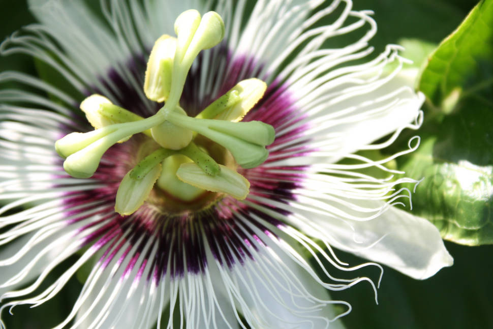 Passion Fruit or Maracuya in Costa Rica - Best Season