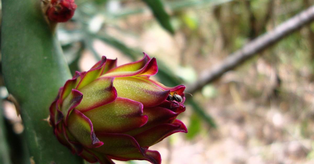 Pitaya or Dragon Fruit in Costa Rica - Best Time