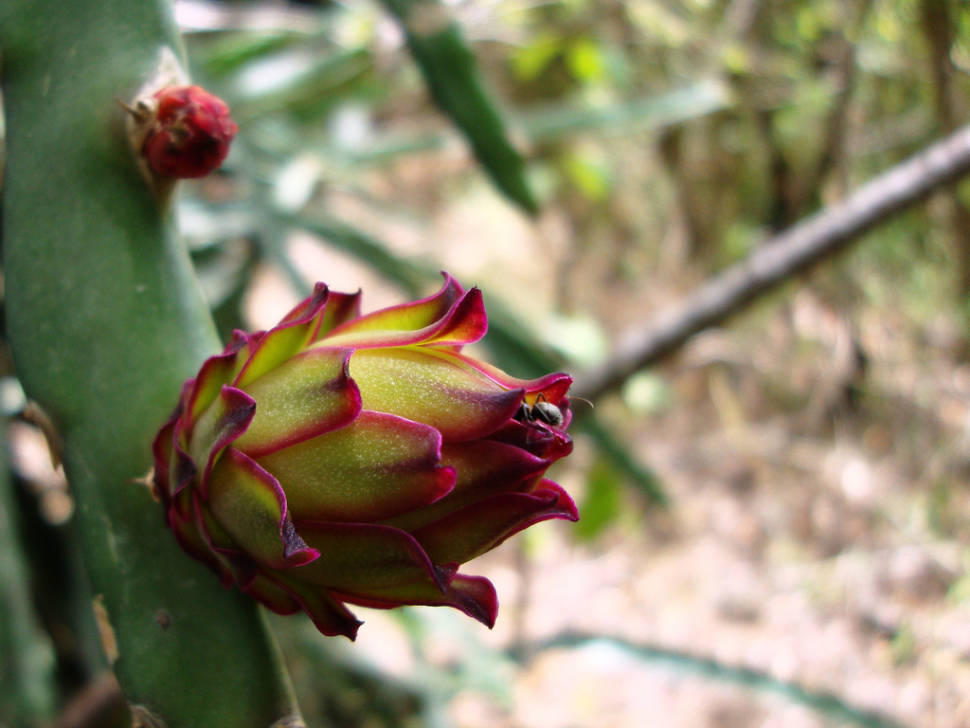 Pitaya or Dragon Fruit in Costa Rica - Best Time