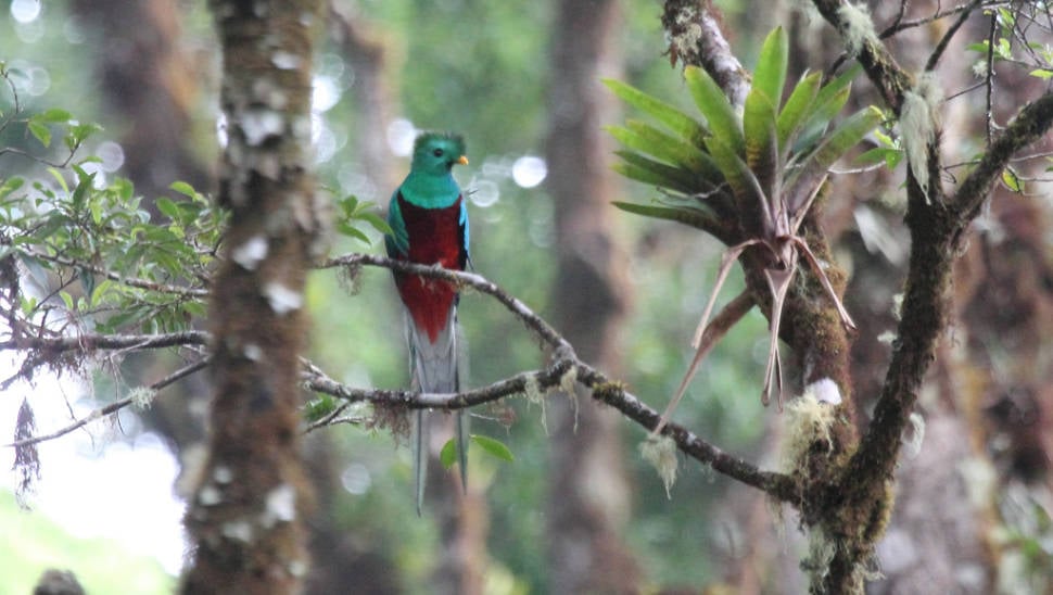 Best time to see Resplendent Quetzal in Costa Rica
