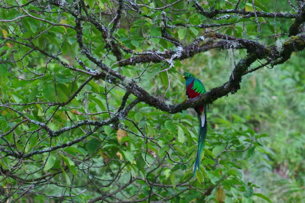 Best time for Resplendent Quetzal in Costa Rica