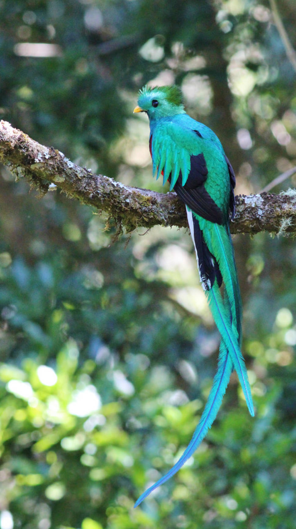 Resplendent Quetzal in Costa Rica - Best Season