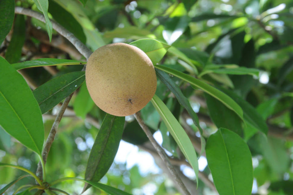 Sapodilla Season in Costa Rica - Best Season