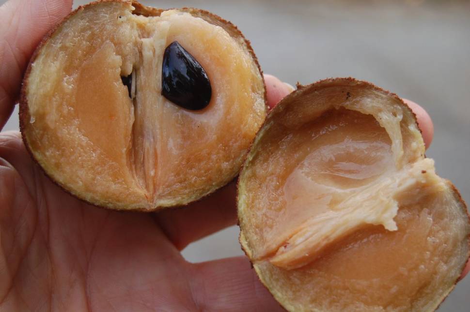 Best time for Sapodilla Season in Costa Rica