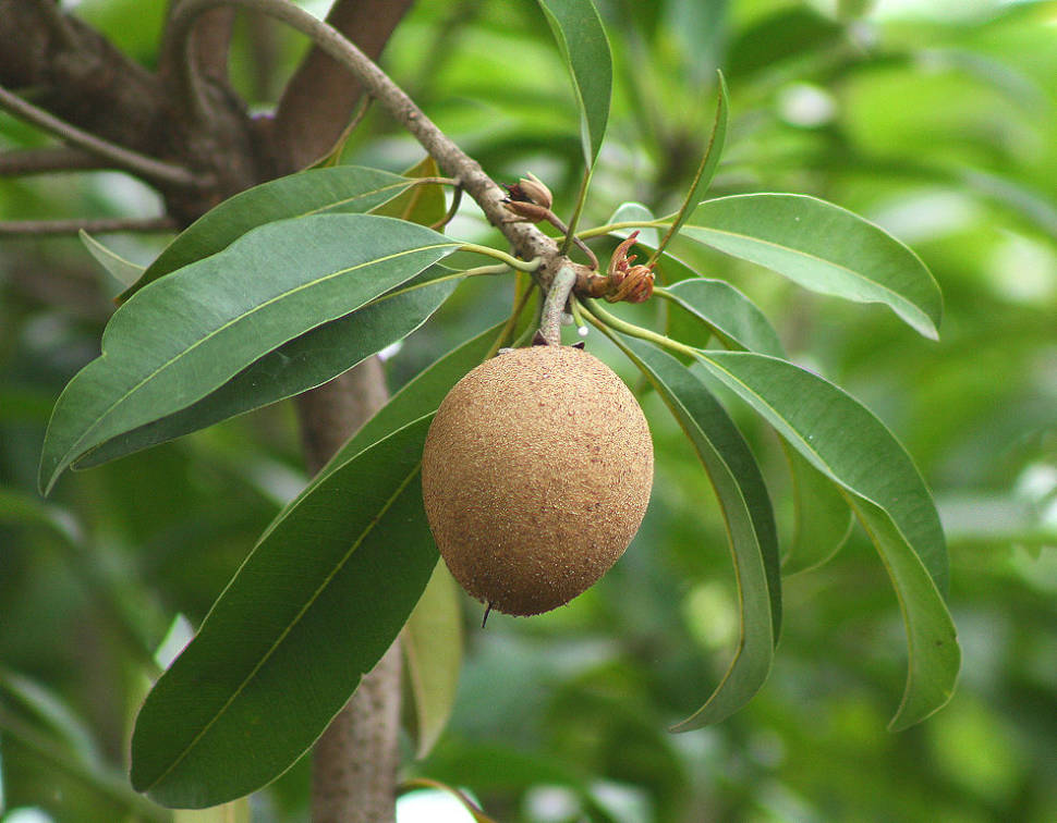 Sapodilla Season in Costa Rica - Best Time