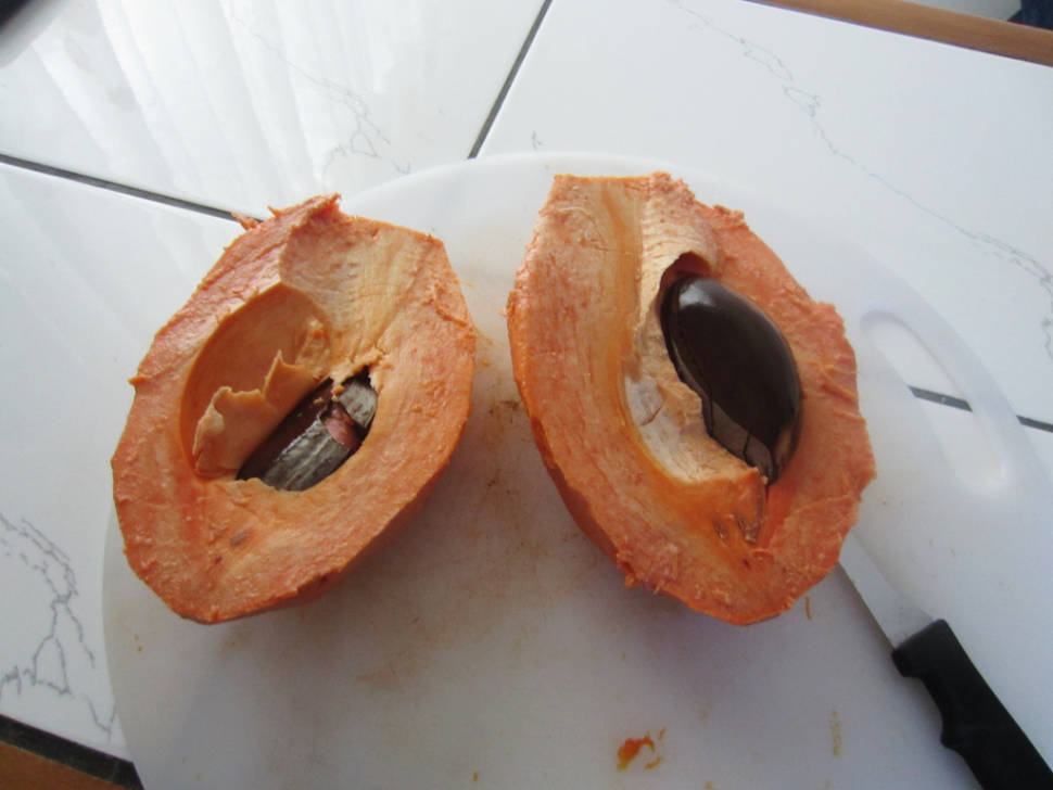 Sapote in Costa Rica - Best Time