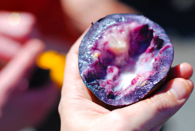 Star Apple or Caimito in Costa Rica - Best Season
