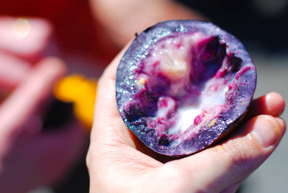 Star Apple or Caimito in Costa Rica - Best Season