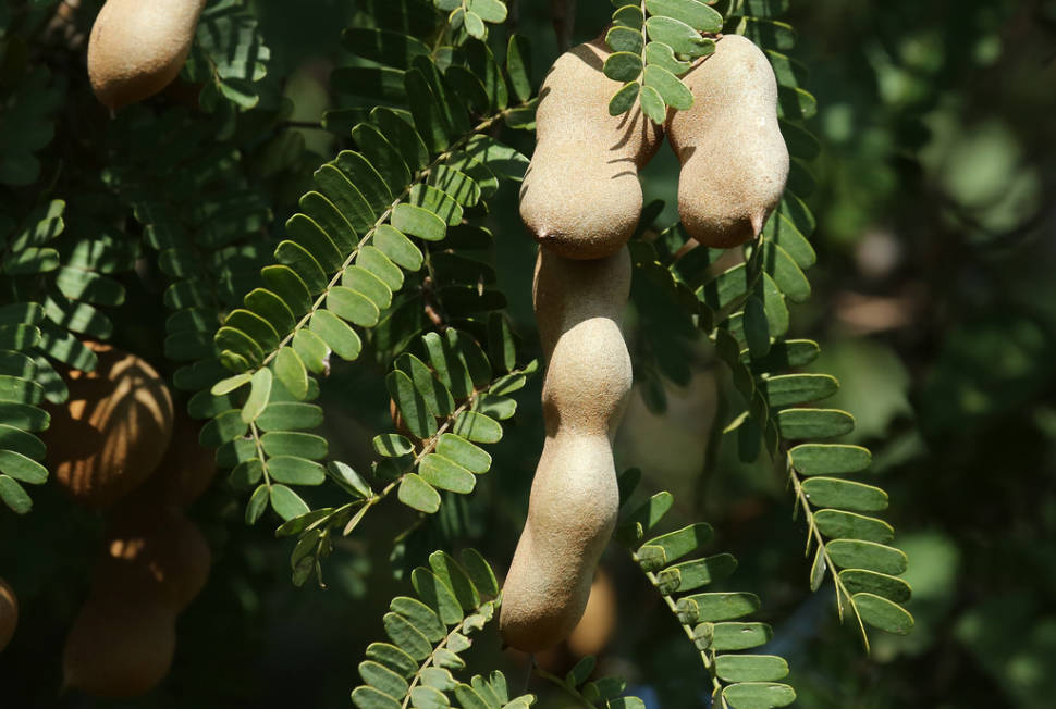 Tamarind Fruit in Costa Rica - Best Time