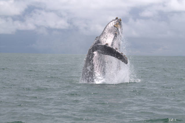 Ballena Jorobada or Humpack Whale