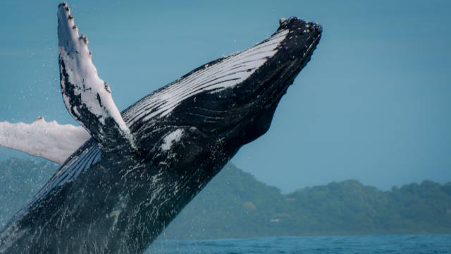 Whale Watching in Costa Rica - Best Time