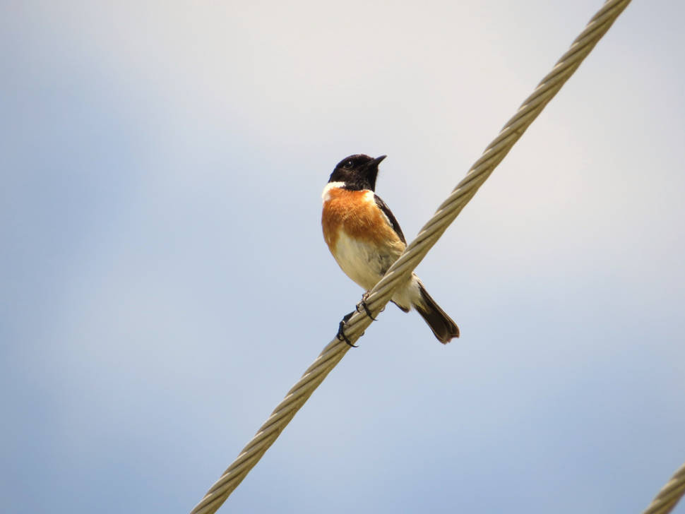 Birdwatching Season in Crete - Best Time