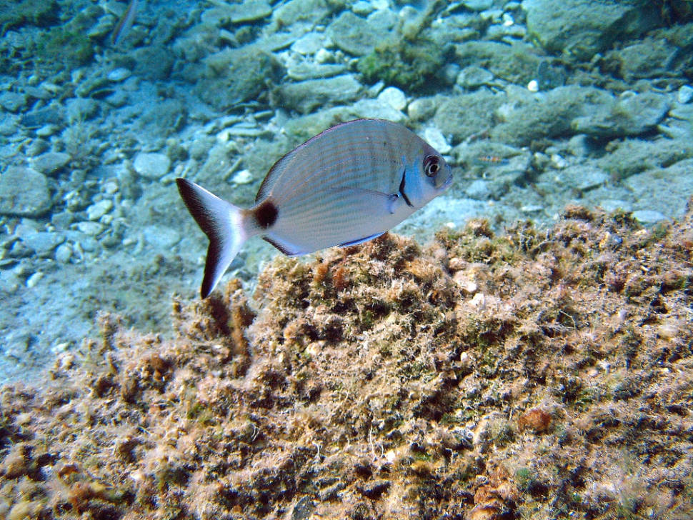 Best time for Diving and Snorkelling in Crete