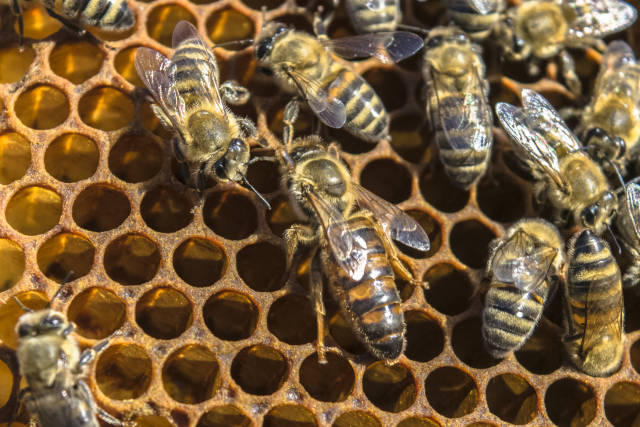 Best time for Honey Season