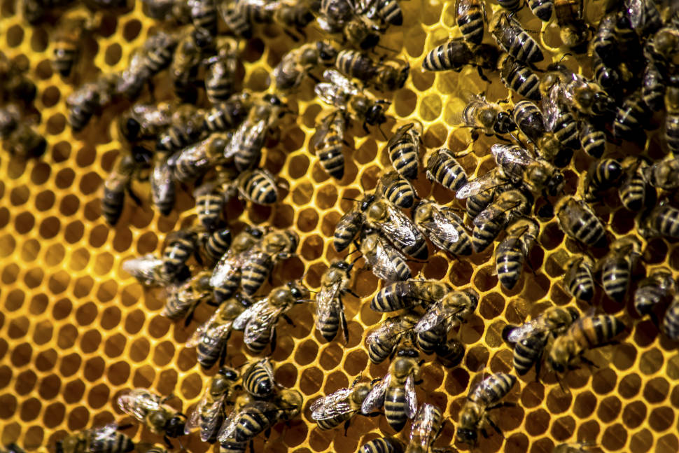 Best time to see Honey Season in Crete
