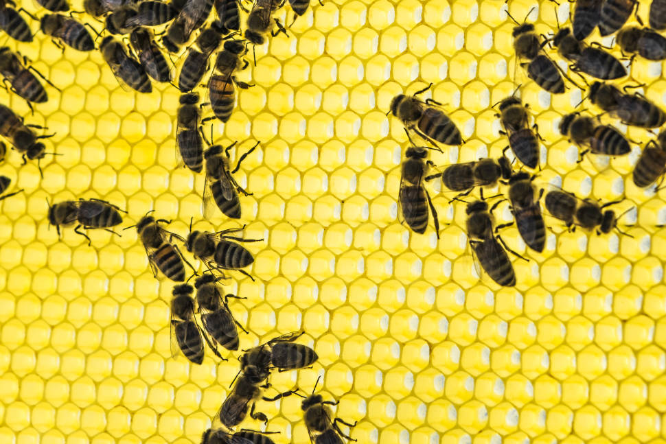 Honey Season in Crete - Best Time