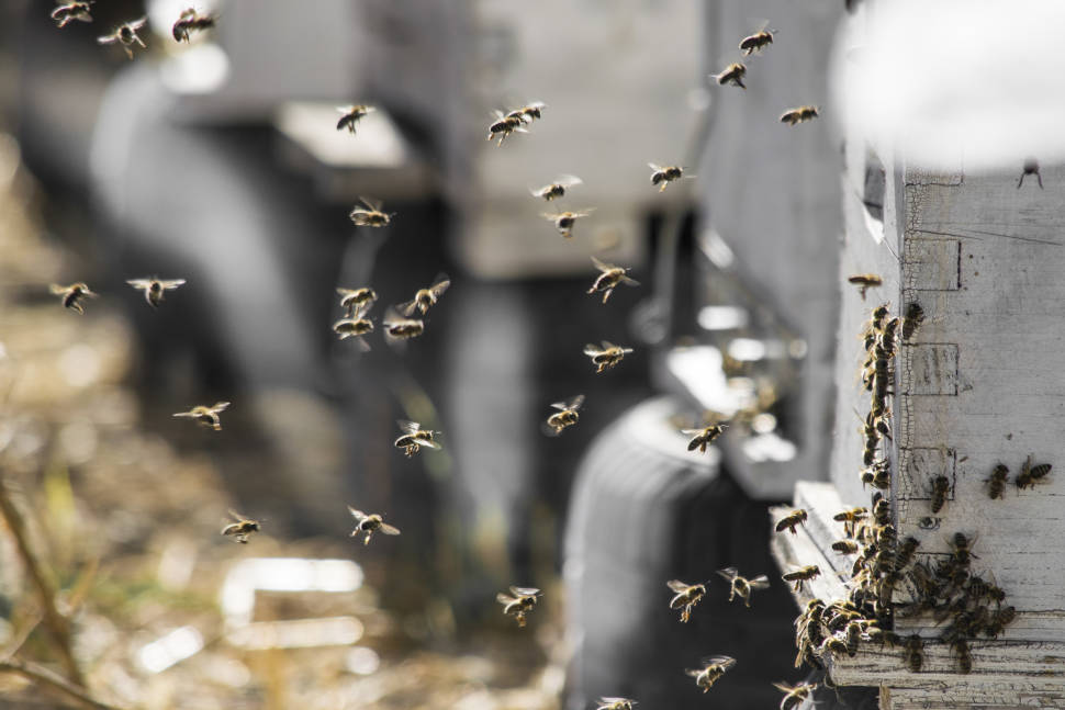 Honey Season in Crete - Best Season