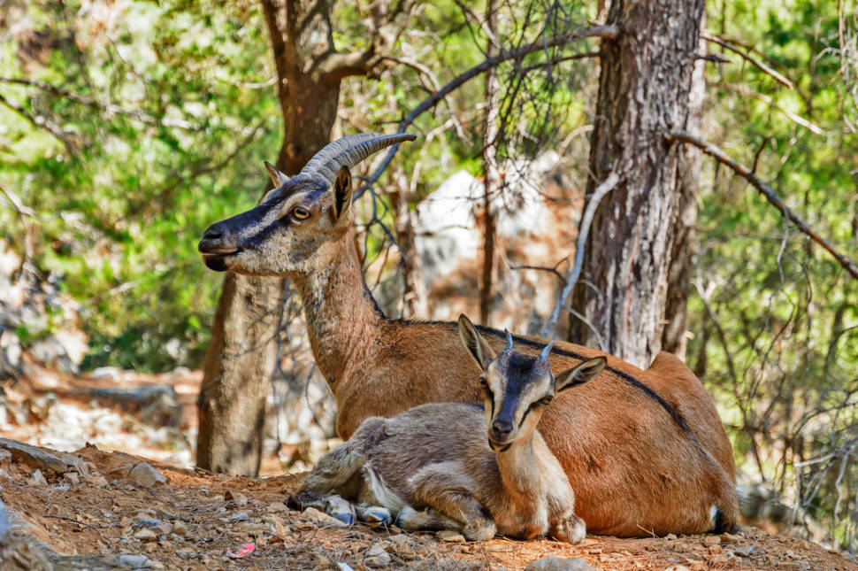 Kri-Kri wild goats