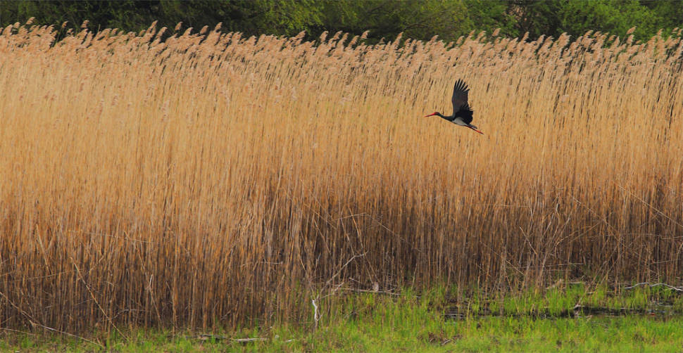 Best time for Birdwatching in Kopacki Rit in Croatia