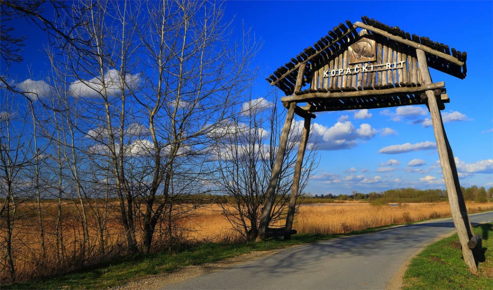 Birdwatching in Kopacki Rit in Croatia - Best Season