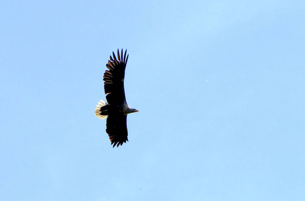 Birdwatching in Kopacki Rit in Croatia - Best Time