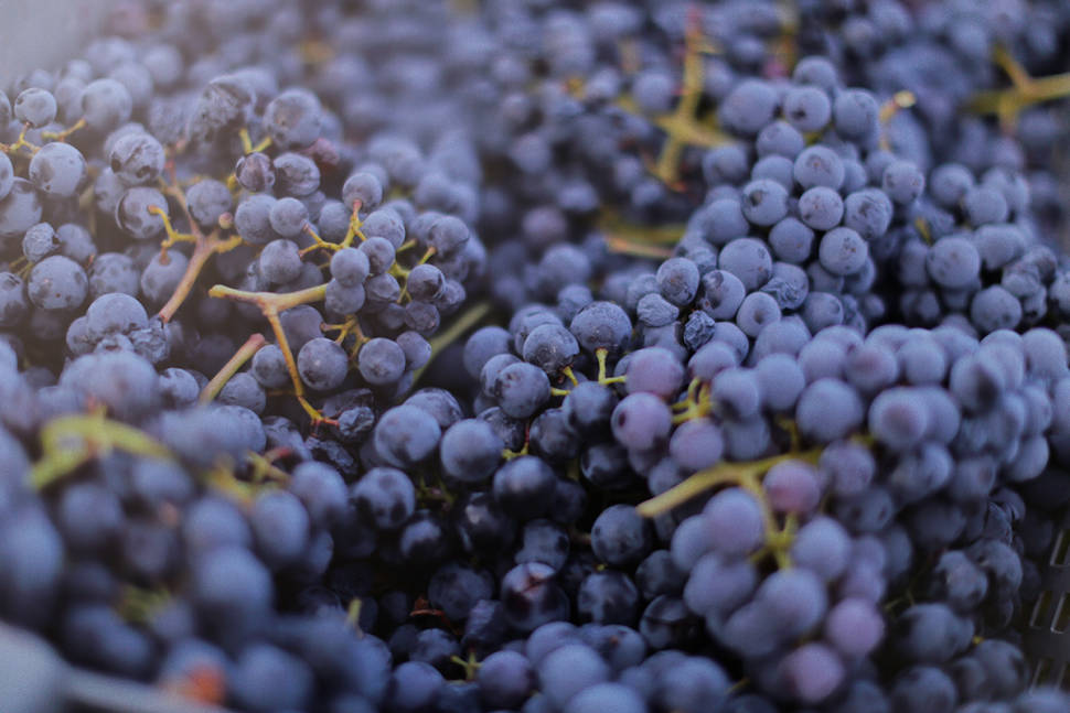 Grape Season in Croatia - Best Time