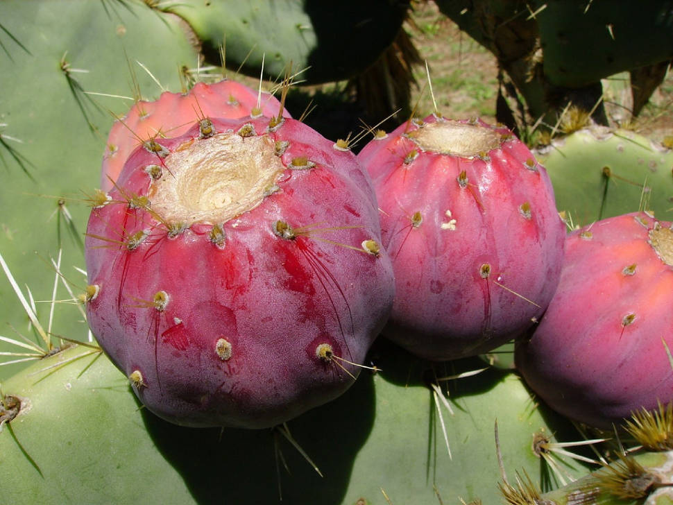Opuntia or Prickly Pear in Croatia - Best Season