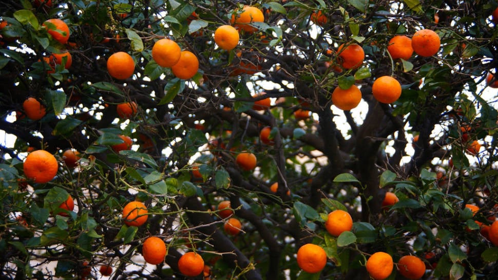 Tangerine Harvesting Season in Croatia - Best Season