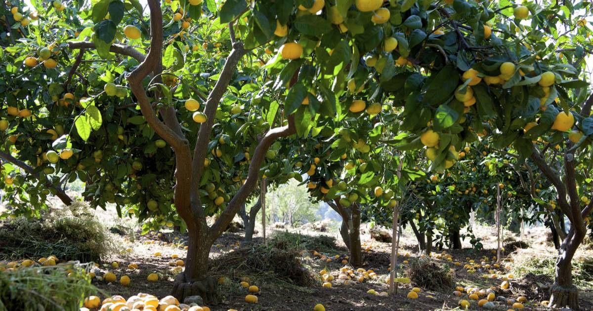 Tangerine Harvesting Season in Croatia - Best Time