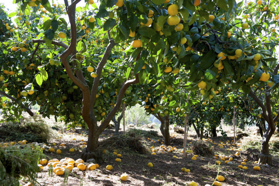 Tangerine Harvesting Season in Croatia - Best Time
