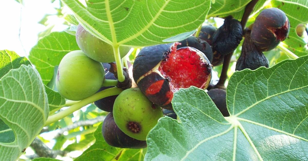 Wild Figs in Croatia - Best Time