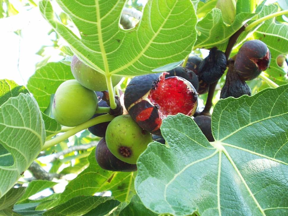 Wild Figs in Croatia - Best Time