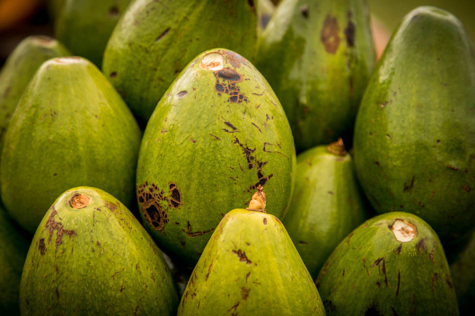 Best time for Avocado Season in Cuba