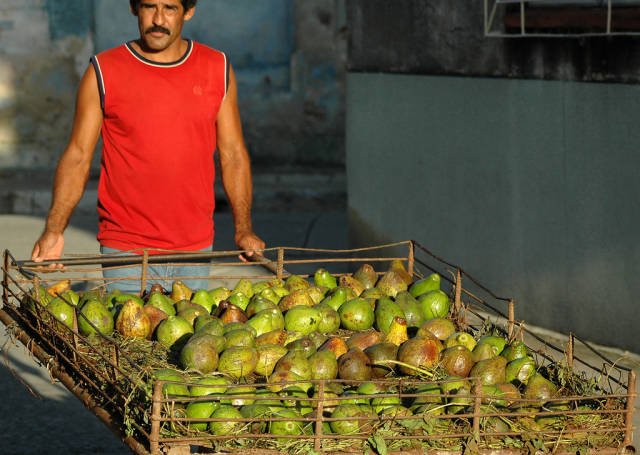 Avocado Season in Cuba - Best Season