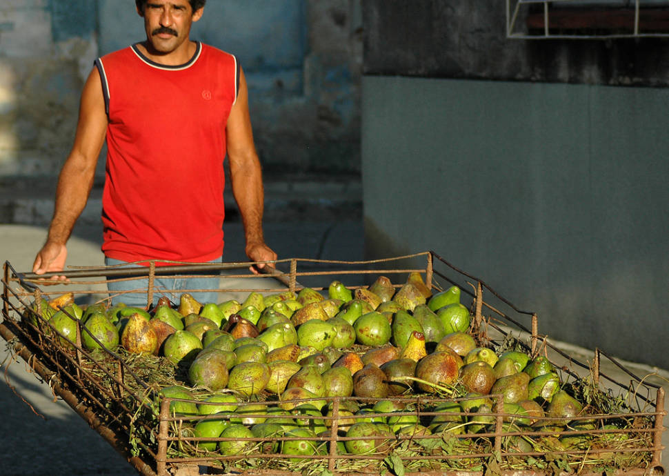 Avocado Season in Cuba - Best Season