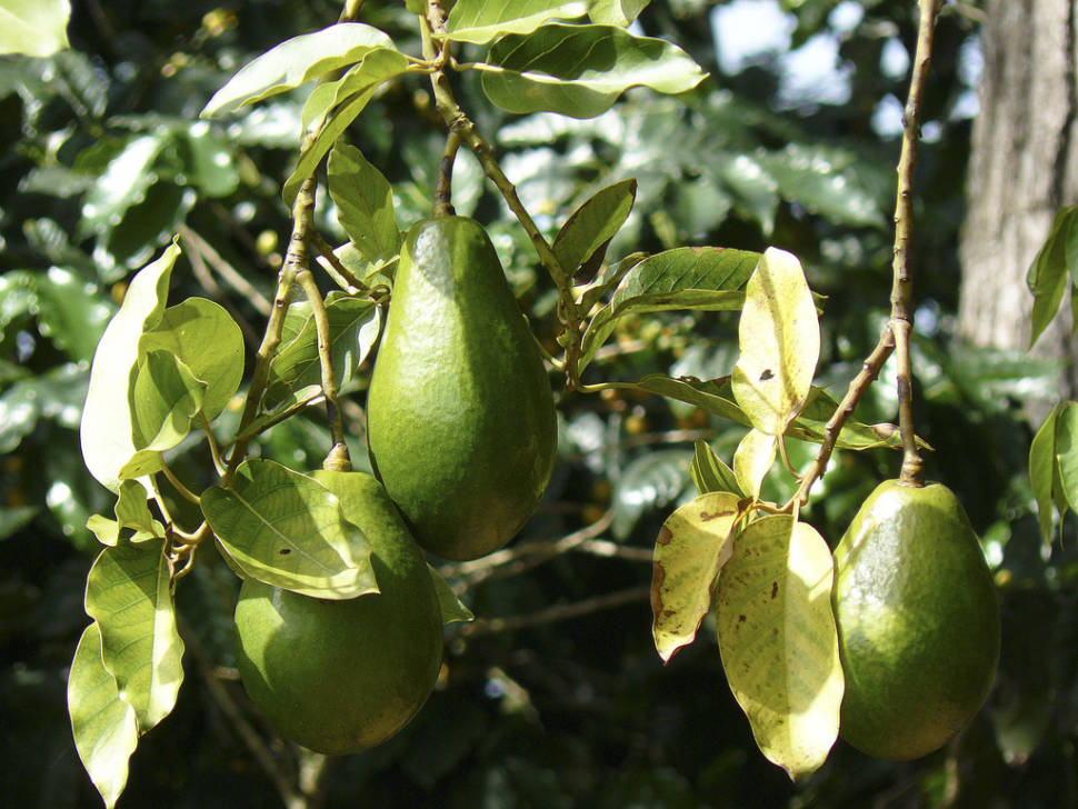 Avocado Season in Cuba - Best Time