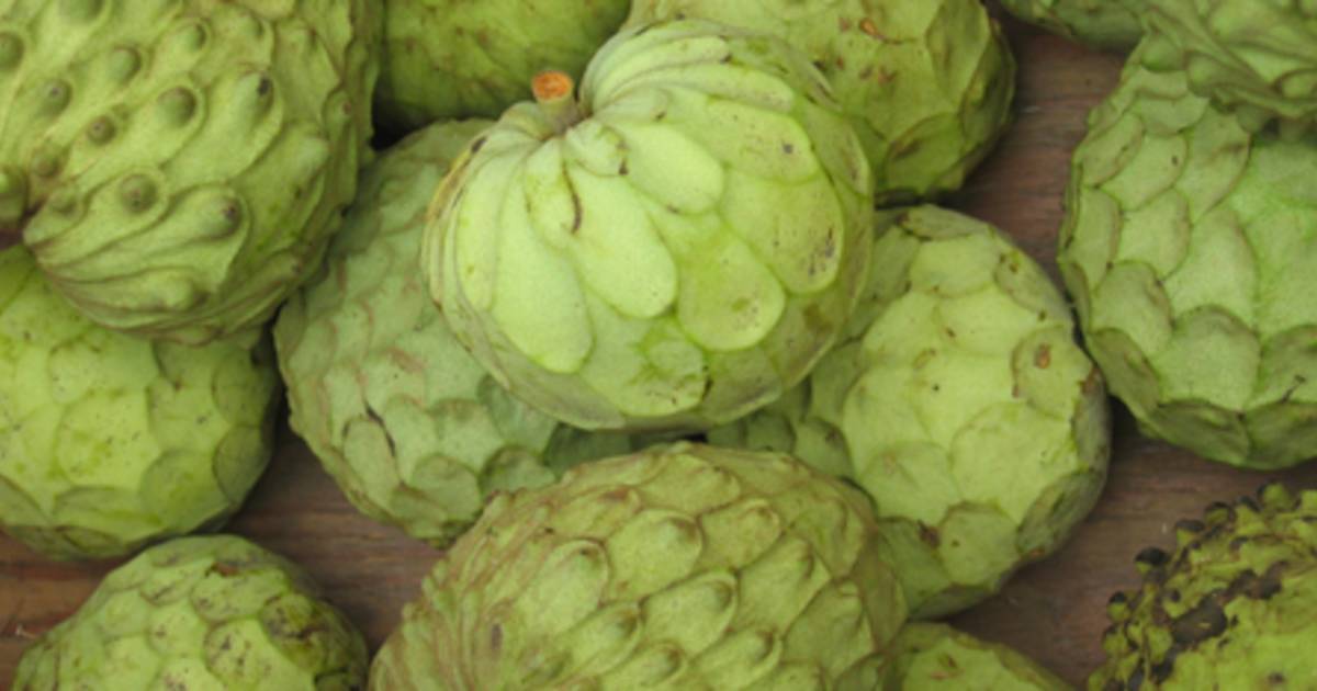 Cherimoya Season in Cuba - Best Time