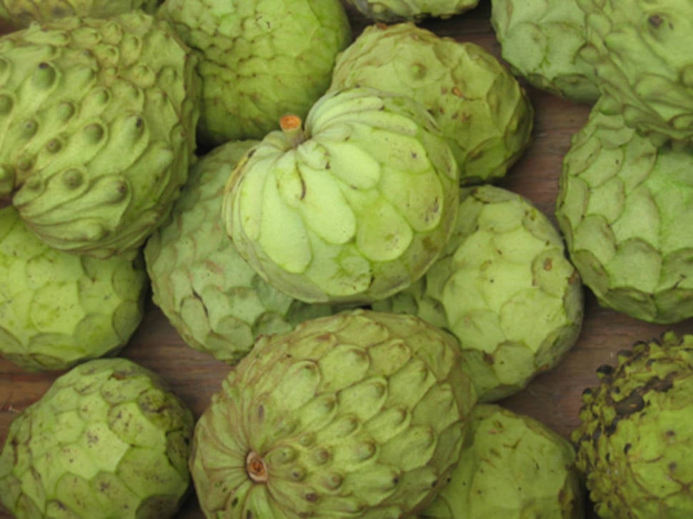 Cherimoya Season in Cuba - Best Time